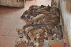 Các tối kị, kinh nghiệm trong chăn nuôi lợn rừng