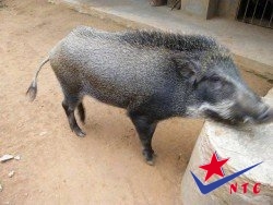 Lợn rừng giống Việt Nam, lợn rừng giống Thái Lan thuần chủng