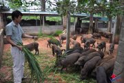 Kỹ thuật chăn nuôi lợn rừng
